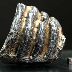 Molar de mamut