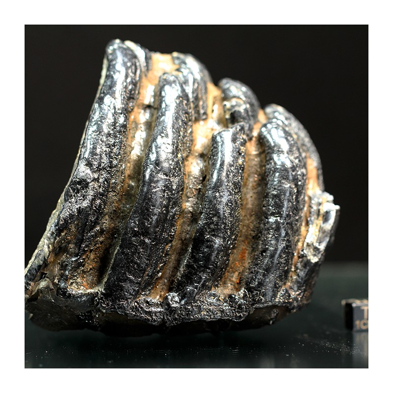 Molar de mamut