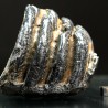 Molar de mamut