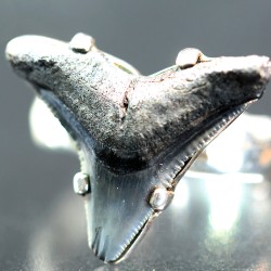 Anillo diente de tiburón