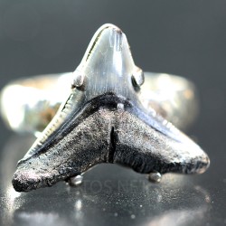 Anillo diente de tiburón