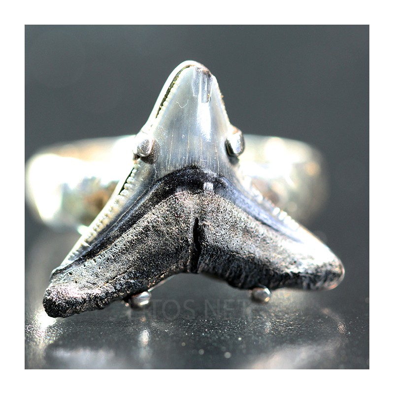 Anillo diente de tiburón