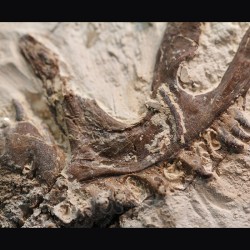 Tethysaurus nopcsai