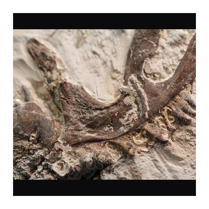 Tethysaurus nopcsai