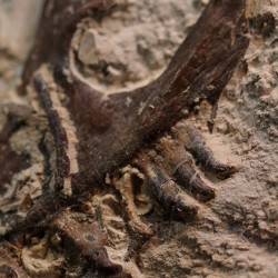 Tethysaurus nopcsai