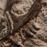 Tethysaurus nopcsai