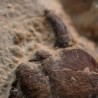 Tethysaurus nopcsai