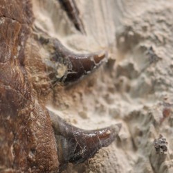 Tethysaurus nopcsai