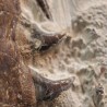 Tethysaurus nopcsai