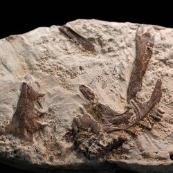Tethysaurus nopcsai