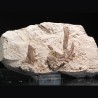 Tethysaurus nopcsai