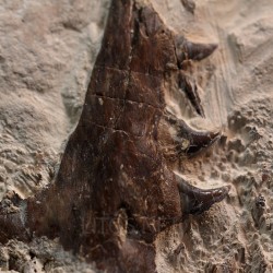 Tethysaurus nopcsai