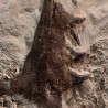 Tethysaurus nopcsai