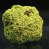 Nontrovita
