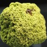 Nontrovita