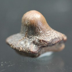 Ptychodus whippleyi