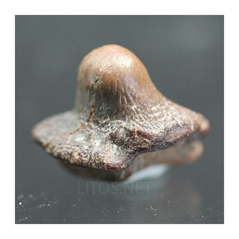 Ptychodus whippleyi