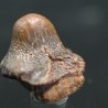 Ptychodus whippleyi