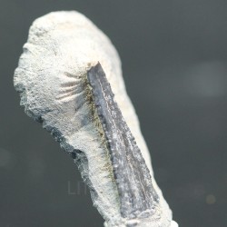 Mantaraya, diente fosil