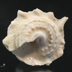 Astraea phoebia