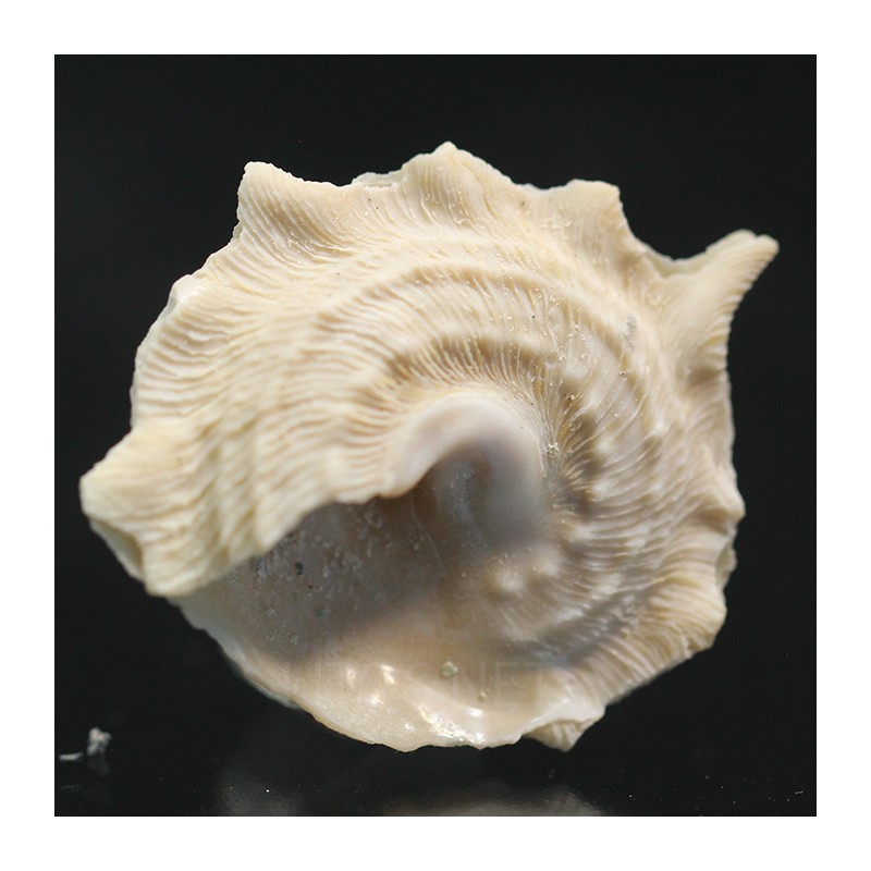 Astraea phoebia