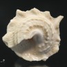 Astraea phoebia