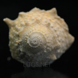 Astraea phoebia