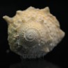 Astraea phoebia