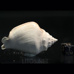 Strombus alatus