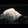 Strombus alatus