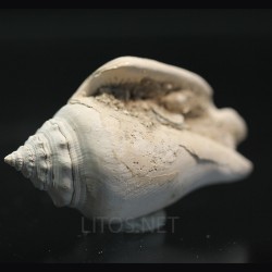 Strombus alatus
