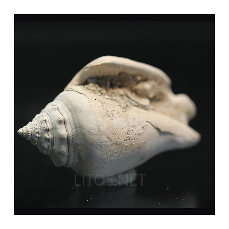 Strombus alatus