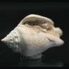 Strombus alatus