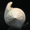 Strombus alatus