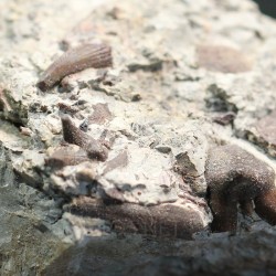 Ptychodus whippleyi