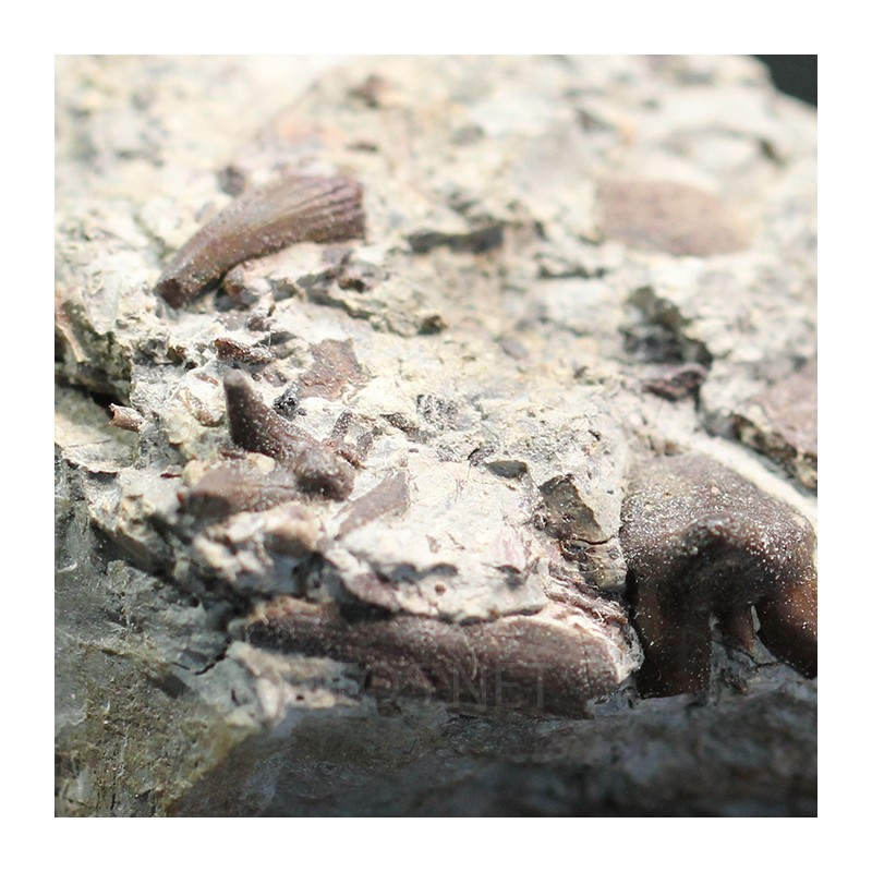 Ptychodus whippleyi