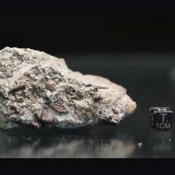 Ptychodus whippleyi