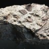 Ptychodus whippleyi