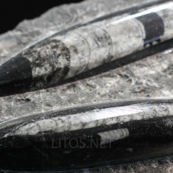 Orthoceras michelinoceras s.p. fosil