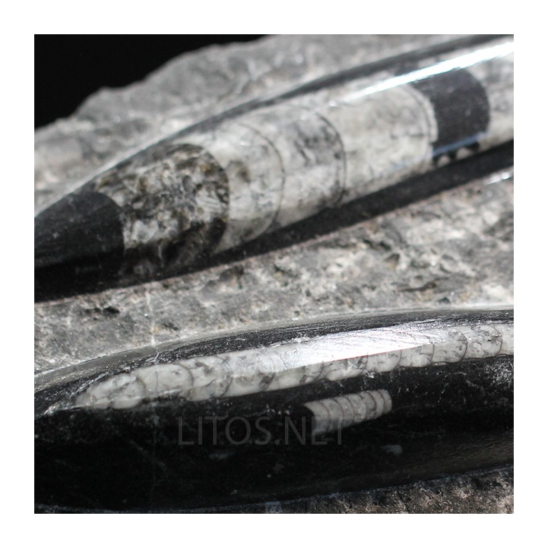 Orthoceras michelinoceras s.p. fosil