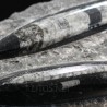 Orthoceras michelinoceras s.p. fosil