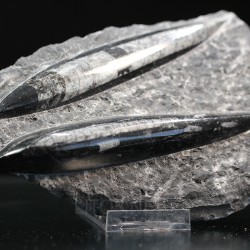 Orthoceras michelinoceras s.p. fosil