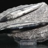 Orthoceras michelinoceras s.p. fosil