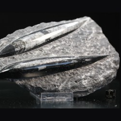 Orthoceras michelinoceras s.p. fosil