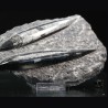 Orthoceras michelinoceras s.p. fosil