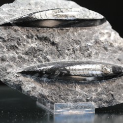 Orthoceras michelinoceras s.p. fosil