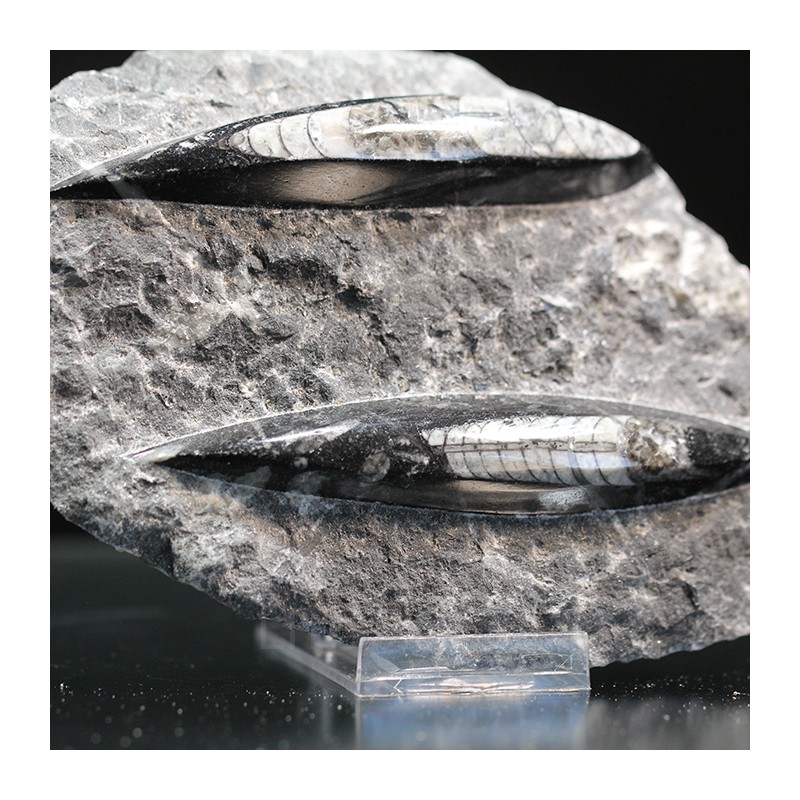 Orthoceras michelinoceras s.p. fosil