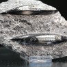 Orthoceras michelinoceras s.p. fosil