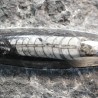 Orthoceras michelinoceras s.p. fosil