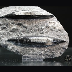 Orthoceras michelinoceras s.p. fosil